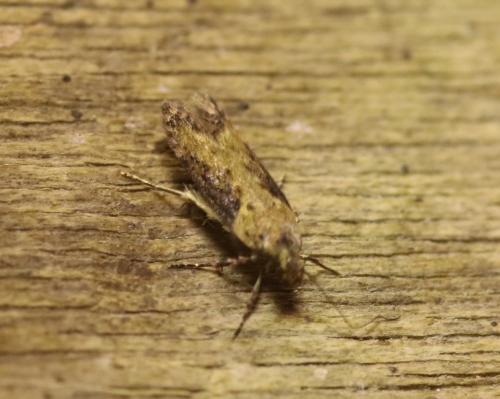 Réf. 247 851 : Scrobipalpa costella